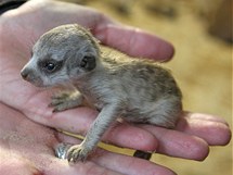 V jihlavské zoologické zahradě se narodila čtyři mláďata afrických surikat.