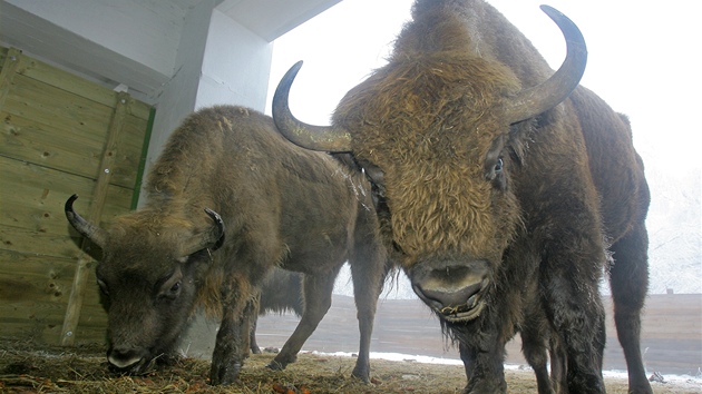 Prachatická firma GW farma chová na své pastvin v Kianov desetihlavé stádo zubr evropských