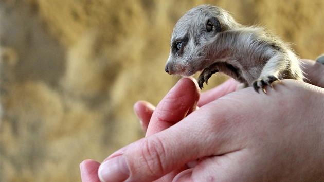 V jihlavské zoologické zahrad se narodila tyi mláata afrických surikat.