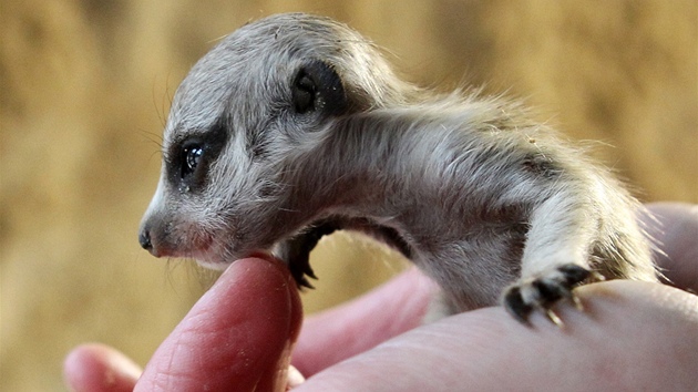 V jihlavské zoologické zahrad se narodila tyi mláata afrických surikat.