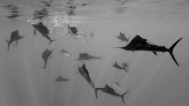 2. cena Příroda (jednotlivý snímek) - Plachetníci atlantští útočí na sardinky u pobřeží Mexika.