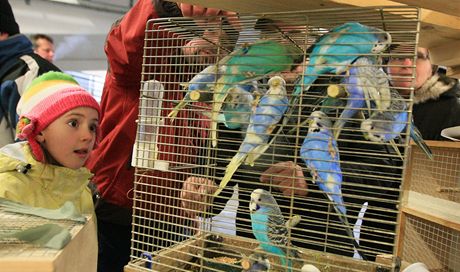 Burza papouk a drobných zvíat v nákupní stedisku Olympia v Brn