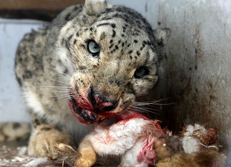 Levhart snný v jihlavské zoo.