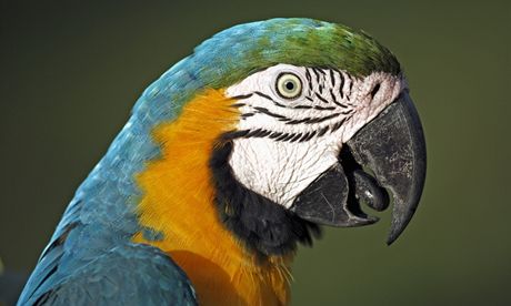 Papouek ara