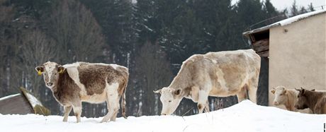 Stádo oputných krav se tém rok potulovalo po Dolní Lomnici.