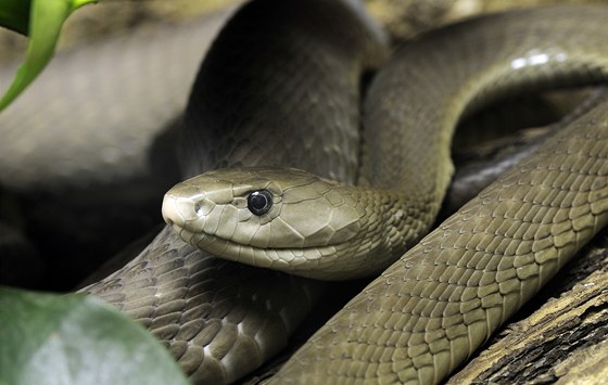 Smrteln jedovatá mamba erná utkla mue na Bruntálsku