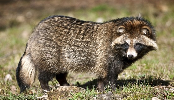 Psík mývalovitý (Nyctereutes procyonoides)