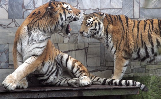 Tygí páení v ostravské zoologické zahrad skonilo. 