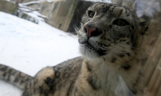 Levhart snn v jihlavsk zoo.