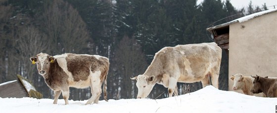 Stádo oputných krav se tém rok potulovalo po Dolní Lomnici.