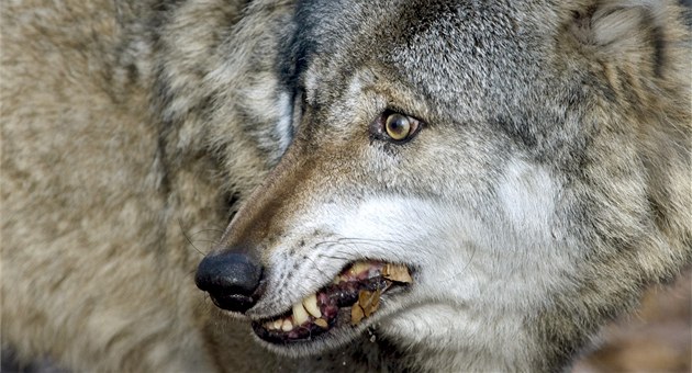 Je to škodná. Kraj povolí kvůli útokům na Jablunkovsku odstřel vlků