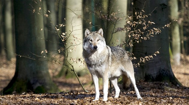 Vlk obecný (Canis lupus).