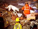 Záchranái s cvienými psy hledají obti pod troskami zícené budovy v Christchurchu. (22. února 2011)