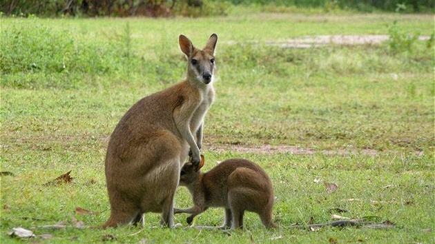  NP Kakadu jsou k vidní i rzné druhy klokan.