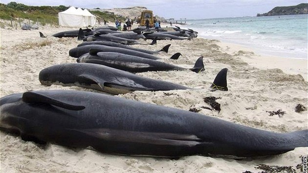 Mrtvé velryby, které uvízly na plái v jihozápadní Austrálii 23. bezna