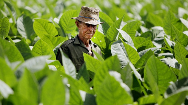 Kubánský farmá� Agustin Carpio na své tabákové plantá�i v Pinar del Rio.