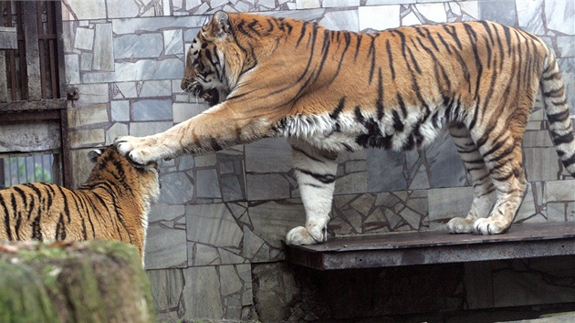 Tygí páení v ostravské zoologické zahrad skonilo. 