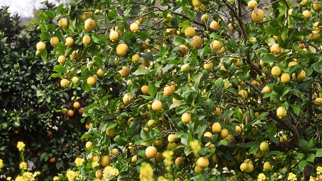 Citroník limonový (Citrus limon)