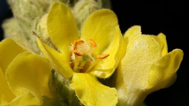 Divizna velkokvětá (Verbascum densiflorum)