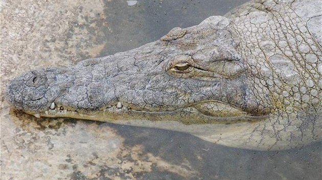 Jeden z krokodýl na farm v Arba Minch na jihu Etiopie