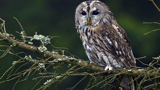 Bu�te rádi, máte-li ve svém okolí pu�tíka, hlodavci pest�í jeho ka�dodenní jídelní�ek. 