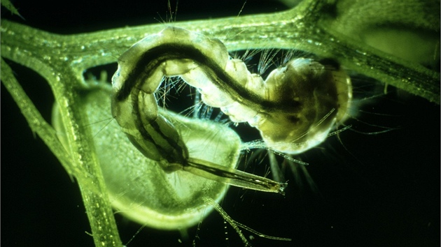 Bublinatka, která má políeno na larvu komára