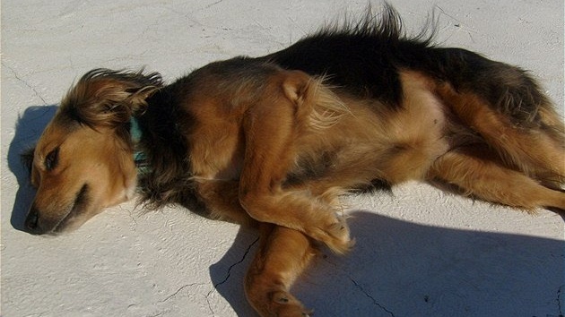 Ztracená fenka Jlinka