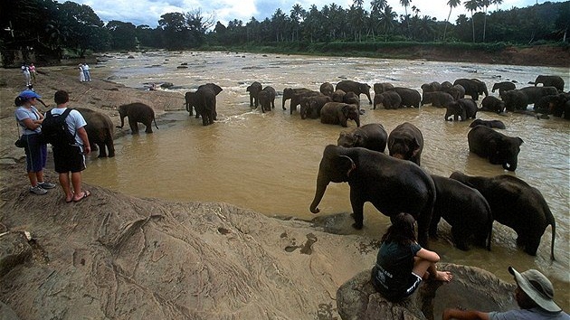 rílanský sloní útulek Pinnewala. Podobn by mohly vypadat i bývalé válené zóny na severu ostrova.