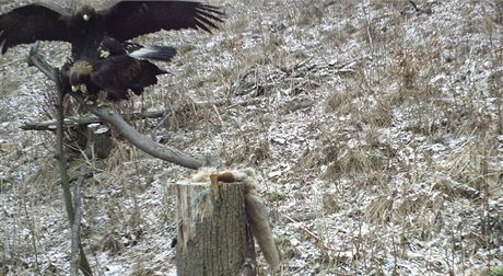 Kvalita snímku z fotopasti není vysoká, zábr páících se orl je vak unikátní.