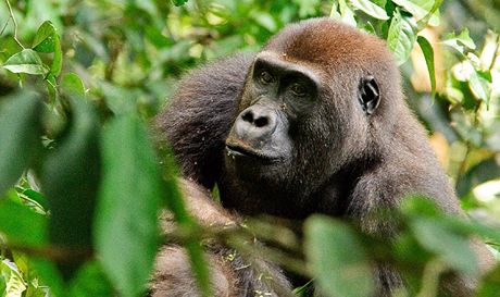 Celému projektu "Pomáháme gorilám" jde o zachování goril ve volné pírod.