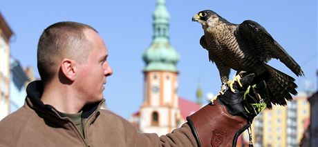 Msto Sokolov si bude sokola ze záchranné stanice na Bublav pjovat jako atrakci pi slavnostních píleitostech.