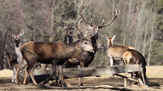V oboře nedaleko Zborné u Jihlavy žijí daňci a jeleni Evropští