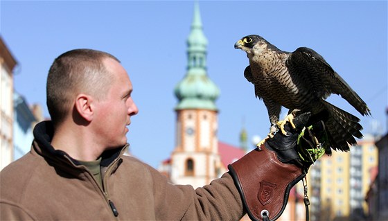 Pravidla znemožnují, aby chránění ptáci mohli žít v Sokolově a lovit přemnožené holuby.