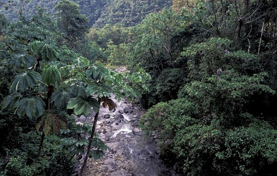 Amazonský prales me skrývat látky úinné v boji proti rakovin. Ilustraní foto