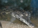 Krokodýl títnatý ije ve stední Africe.