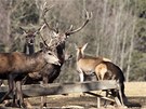 V oboe nedaleko Zborné u Jihlavy ijí daci a jeleni Evroptí