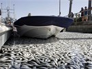 Pístav King Harbor Marina u Redondo Beach zaplavený mrtvými anovikami, makrelami a sardinkami (8. bezna 2011)