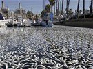 Pístav King Harbor Marina u Redondo Beach zaplavený mrtvými anovikami, makrelami a sardinkami (8. bezna 2011)