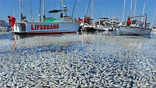 Pístav King Harbor Marina u Redondo Beach zaplavený mrtvými anovikami, makrelami a sardinkami (8. bezna 2011)