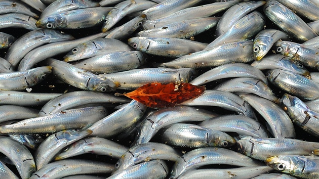 P�ístav King Harbor Marina u Redondo Beach zaplavený mrtvými an�ovi�kami, makrelami a sardinkami (8. b�ezna 2011)
