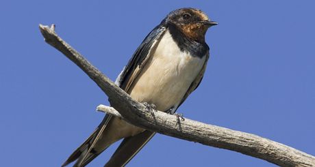 Vlatovka obecná (Hirundo rustica)