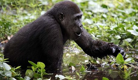 Gorily za potravou asto vyrej i do bain, kde sbraj vodn rostliny.