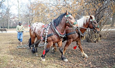 Veejná zele msta Brna si poprvé objednala na úpravu mstských park pár koní.