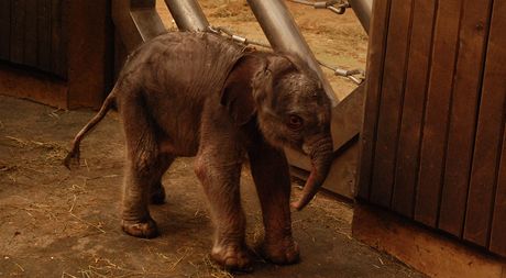 Novorozen sln z ostravsk zoo.