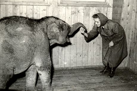 První slon ostravské zoologické zahrady Pepík picestoval v roce 1956.