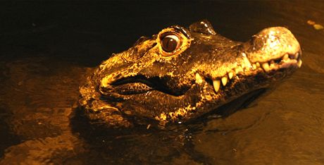 Nejstarí obyvatel jihlavské zoo krokodýl Rocco.