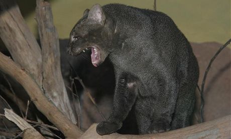 Jaguarundi v prask zoo.