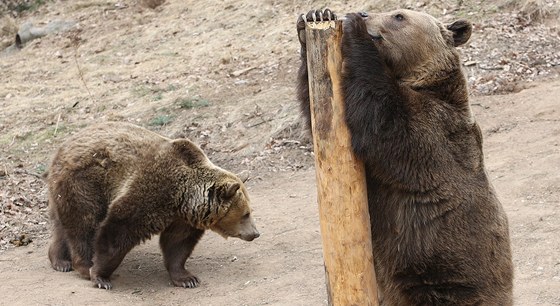 Medvdi v plzeské zoo u procitli ze zimního spánku