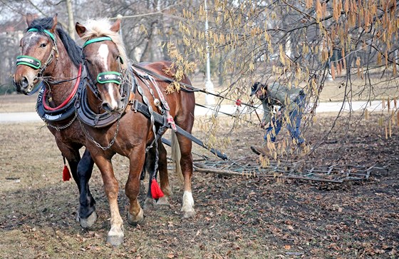 Veřejná zeleň města Brna si poprvé objednala na úpravu městských parků pár koní.