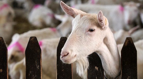 Dv eny se nakazily na kozí farm ve Starých Splavech. Ilustraní snímek